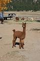 20081029 Alpacas 021